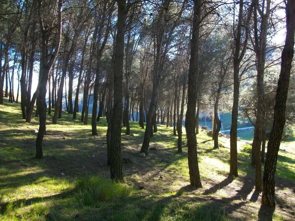Los Pinos, plantado por los niños del colegio